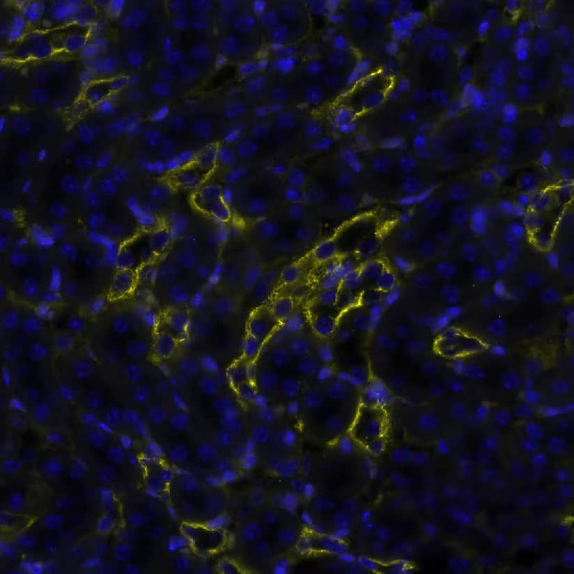 Cytokeratin, pan was detected in immersion fixed paraffin-embedded sections of mouse Kidney using Mouse Anti-Human/Mouse Cyokeratin, pan Monoclonal Antibody (Catalog #NBP2-29429) at 1:200 dilution at 37 ° Celsius for 4 minutes. Before incubation with the primary antibody, tissue underwent an all-in-one dewaxing and antigen retrieval preprocessing using PreTreatment Module (PT Module) and Dewax and HIER Buffer H (pH 9; Epredia Catalog # TA-999-DHBH).Tissue was stained using the Alexa Fluor™ 647 Goat anti-Mouse IgG Secondary Antibody at 1:200 at 37 ° Celsius for 2 minutes. (Yellow; Lunaphore Catalog # DR647MS) and counterstained with DAPI (blue; Lunaphore Catalog # DR100). Specific staining was localized to the membrane. Protocol available in COMET™ Panel Builder.